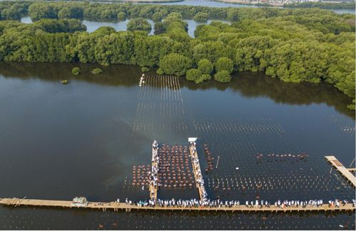 伊利助力印尼紅樹(shù)林生態(tài)保護(hù)項(xiàng)目,推動(dòng)綠色可持續(xù)發(fā)展